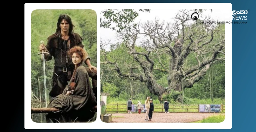sherwood-forests-historic-oak-tree-that-sheltered-robin-hood-has-died