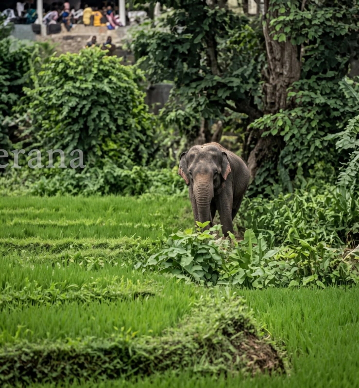 two-people-were-killed-after-being-attacked-by-an-elephant-brought-to-the-rakwana-temple-procession