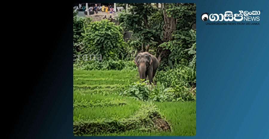 two-people-were-killed-after-being-attacked-by-an-elephant-brought-to-the-rakwana-temple-procession
