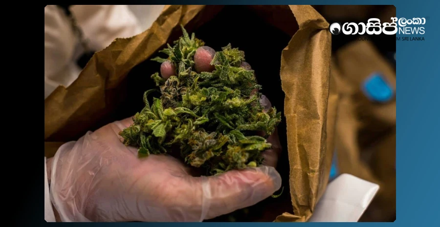 dominican-youth-arrested-in-katunayake-with-377-million-worth-of-hashish