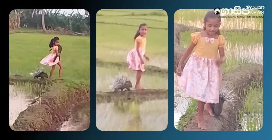 sri-lankas-itta-patiya-and-girls-video-is-the-internet-portfolio