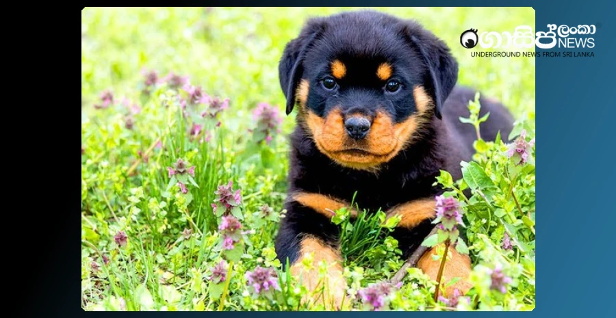 the-resident-died-in-the-hospital-a-month-after-the-puppy-bit-him