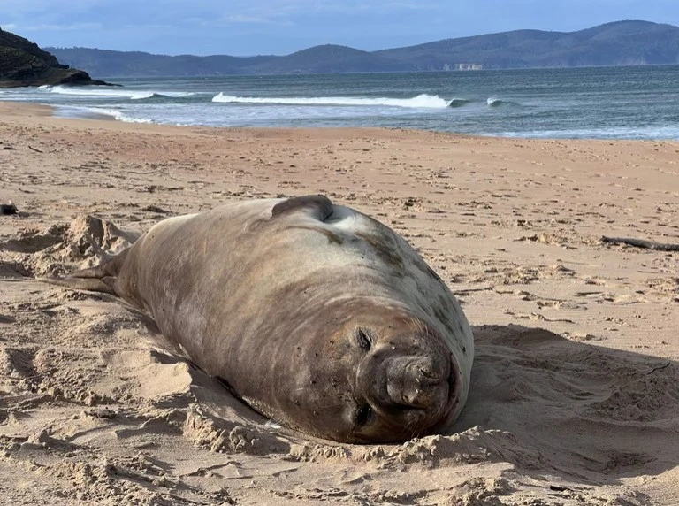 a-warning-to-those-coming-to-watch-the-seal-that-arrived-in-the-state-of-tasmania-australia