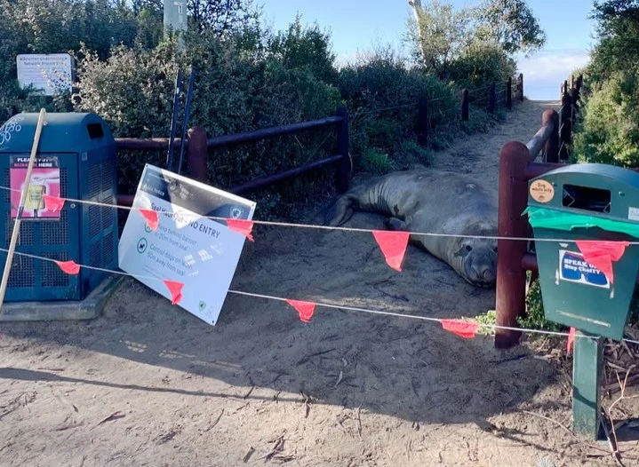 a-warning-to-those-coming-to-watch-the-seal-that-arrived-in-the-state-of-tasmania-australia