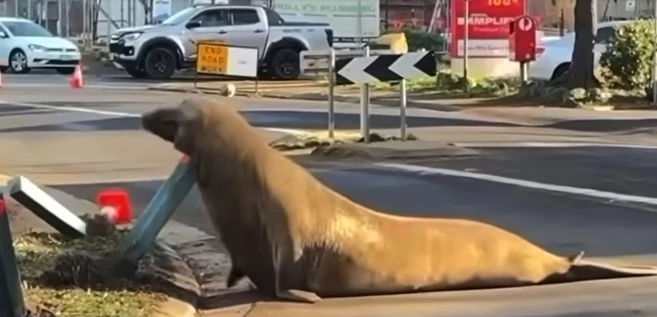 a-warning-to-those-coming-to-watch-the-seal-that-arrived-in-the-state-of-tasmania-australia