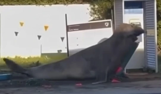 a-warning-to-those-coming-to-watch-the-seal-that-arrived-in-the-state-of-tasmania-australia