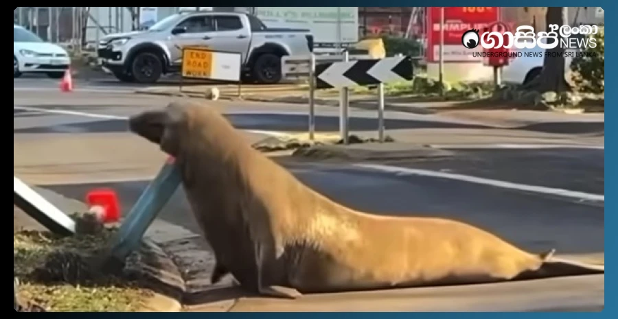 a-warning-to-those-coming-to-watch-the-seal-that-arrived-in-the-state-of-tasmania-australia