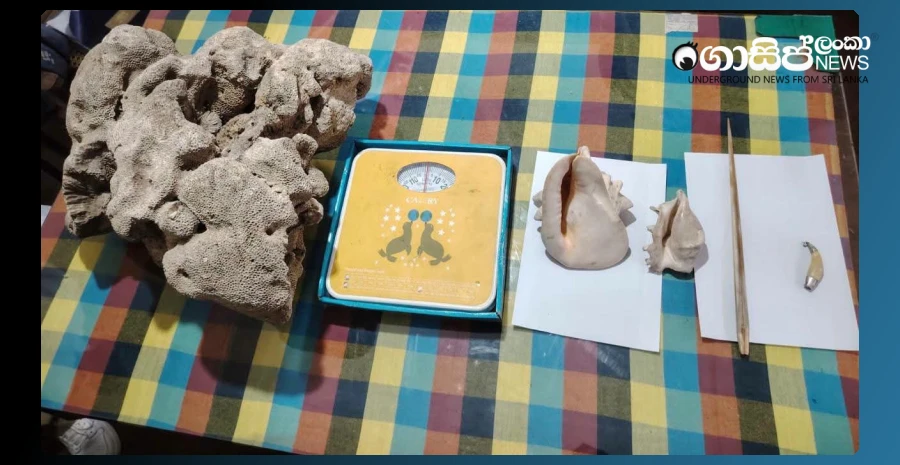 two-arrested-with-a-coral-reef-and-a-tiger-tooth