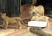 prizes-for-the-winners-who-named-the-lion-cubs-at-the-zoo