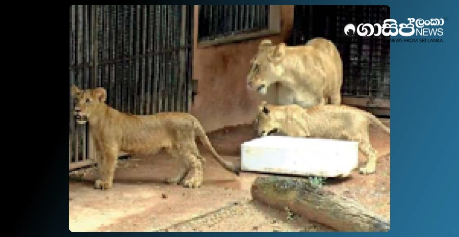 prizes-for-the-winners-who-named-the-lion-cubs-at-the-zoo