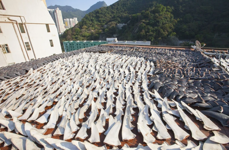 a-massive-shark-finning-racket