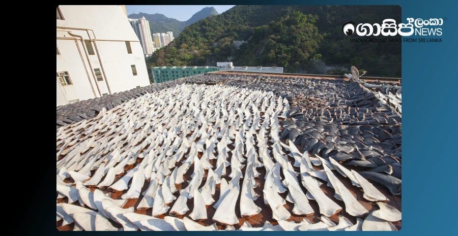 a-massive-shark-finning-racket
