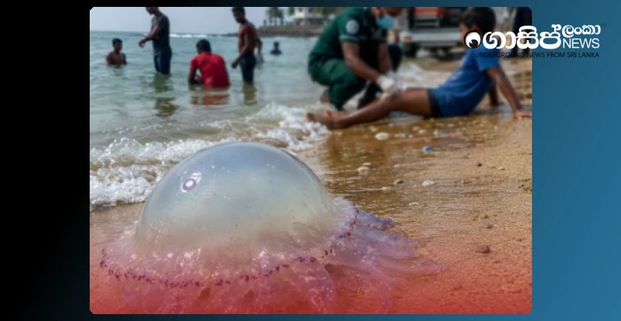avoid-swimming-at-panadura-beach-300-jellyfish-washed-ashore