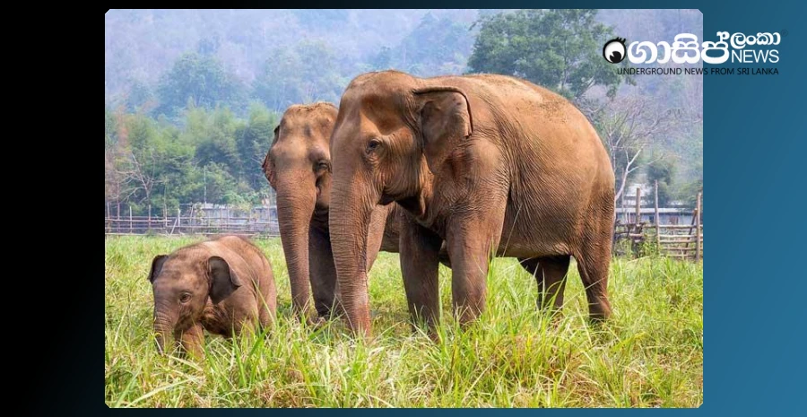 5-killed-due-to-wild-elephant-attacks