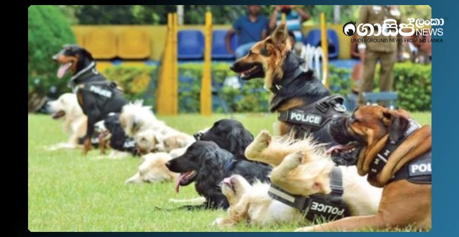 26-retired-police-service-dogs-to-be-sold-at-public-auction