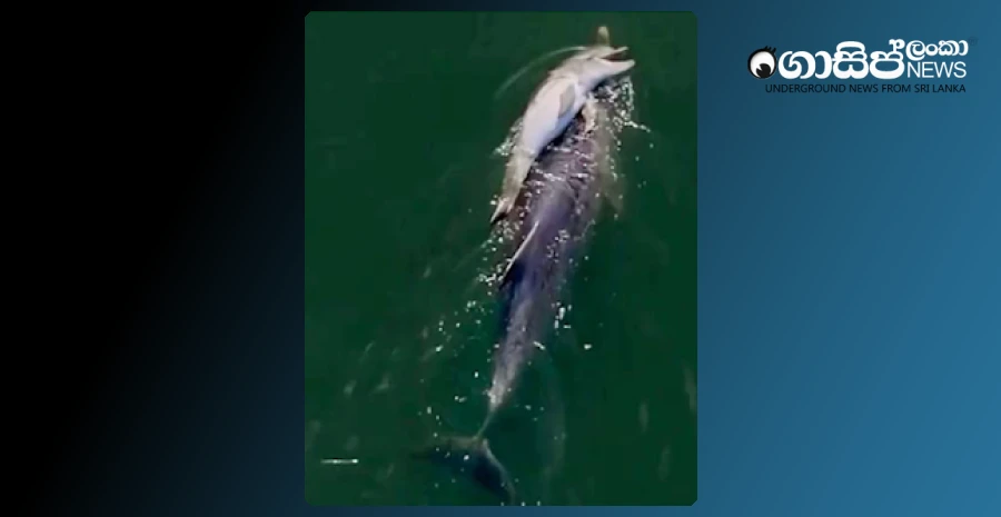 the-mother-dolphin-carried-the-dead-calf-and-swam-for-6-days