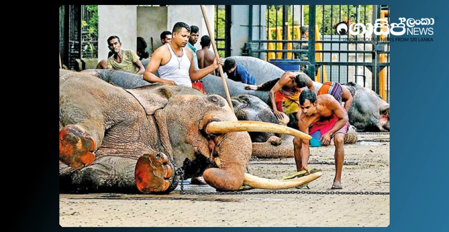 controversy-over-the-new-amendments-to-the-animal-welfare-act