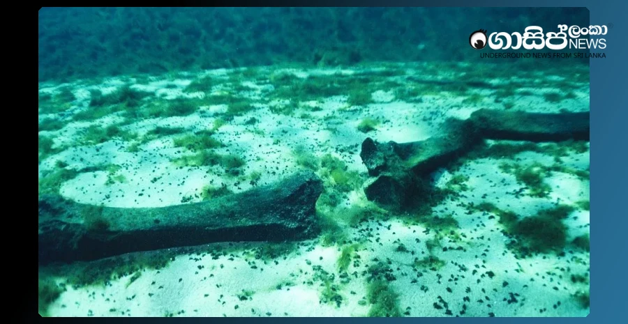 the-worlds-largest-and-deepest-cemeteries-of-whales-are-found-in-the-indian-ocean