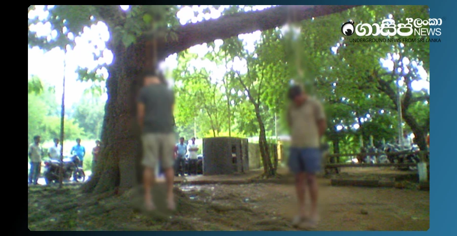 two-white-men-are-hanging-from-a-kohomba-tree-in-the-courtyard-of-the-matara-temple