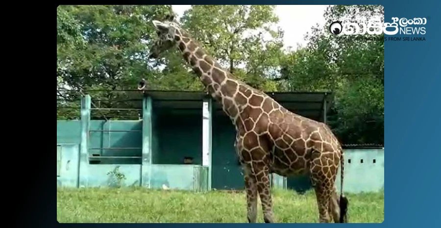 dehiwalas-adult-giraffe-dies