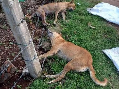 we-dont-know-about-dead-dogs---informs-blue-water-hotel