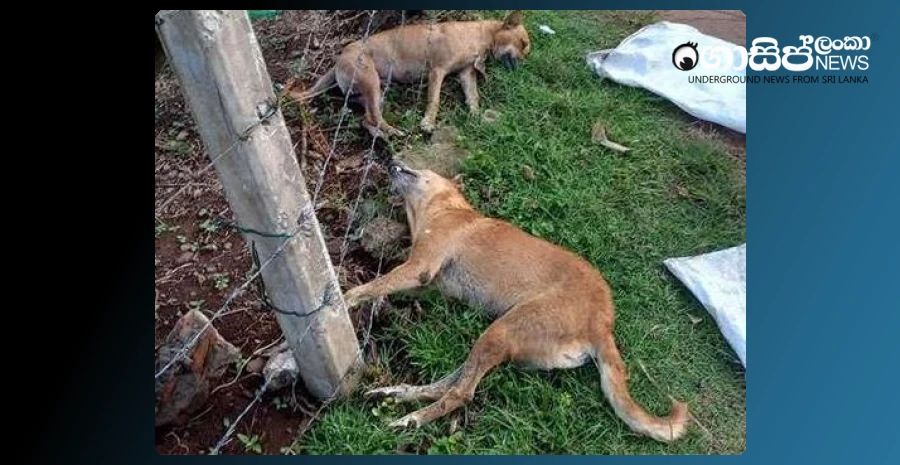 we-dont-know-about-dead-dogs---informs-blue-water-hotel