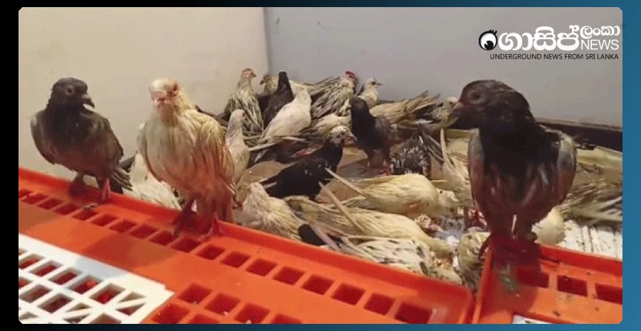 pigeons-worth-crores-caught-in-kalpitiya