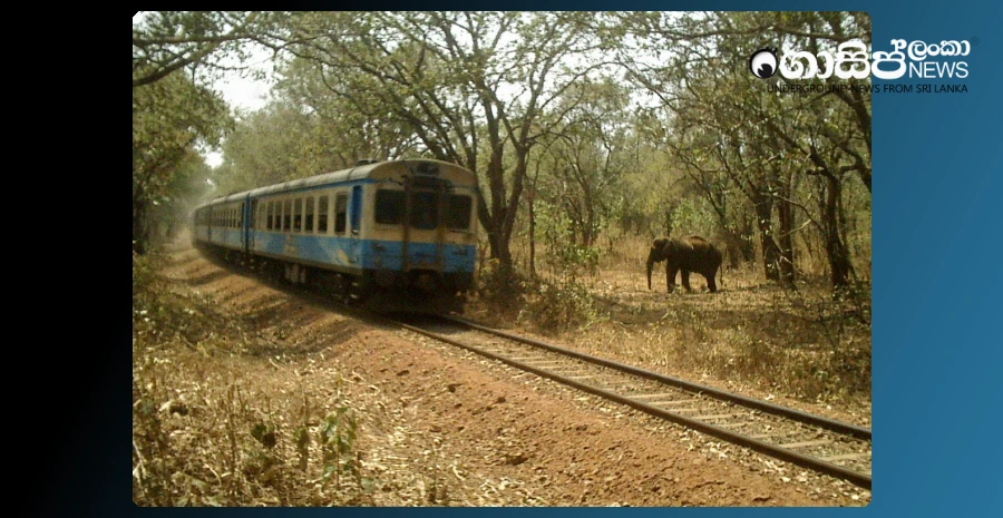 train-driver-acquitted-in-fatal-train-collision-with-wild-elephant