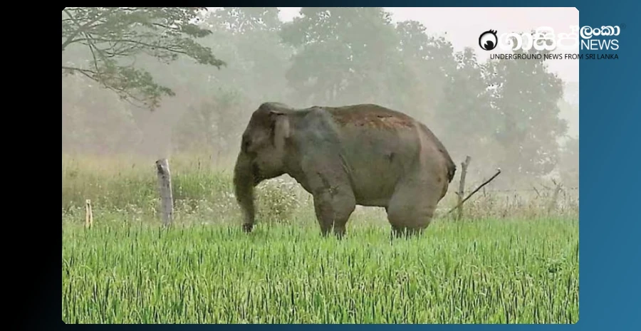elephant-attacks-two-people-after-escaping-from-elephant-shooting