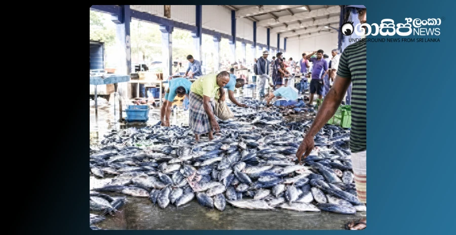 fish-prices-drop-significantly