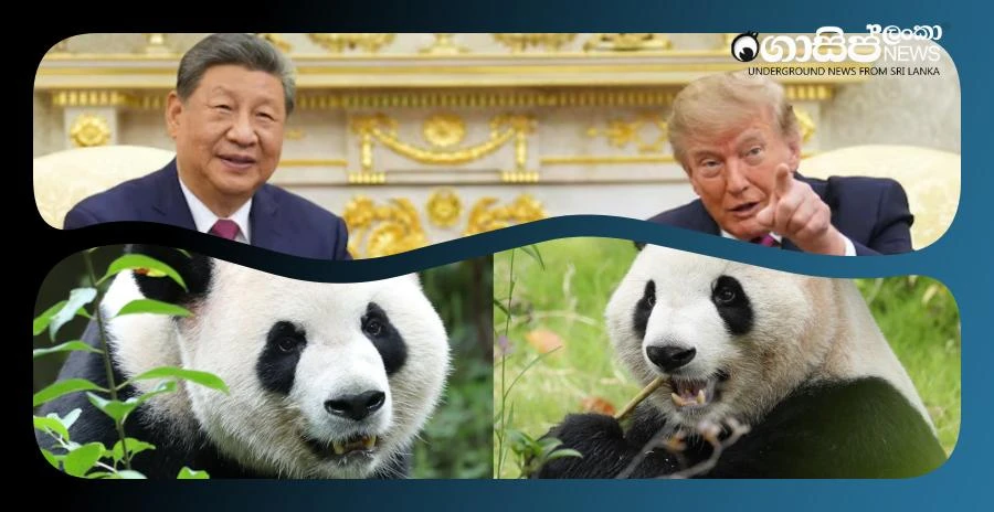 an-exchange-agreement-between-china-and-the-united-states-to-provide-pandas-and-students an-exchange-agreement-between-china-and-the-united-states-to-provide-pandas-and-students