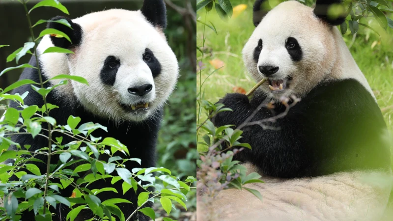 an-exchange-agreement-between-china-and-the-united-states-to-provide-pandas-and-students