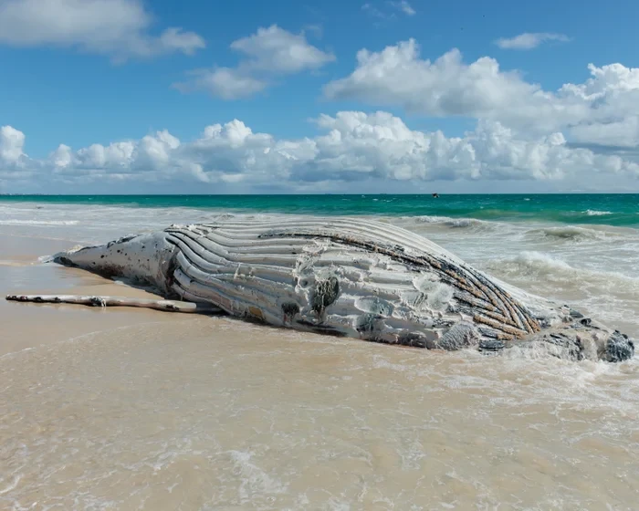 giant-whale-washed-up-on-perth-beach