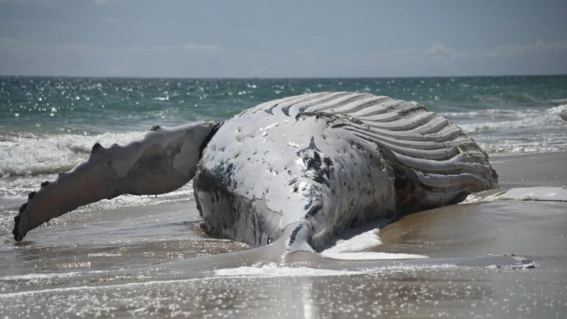 giant-whale-washed-up-on-perth-beach