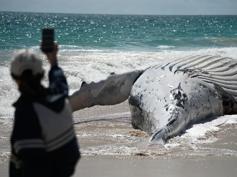 giant-whale-washed-up-on-perth-beach
