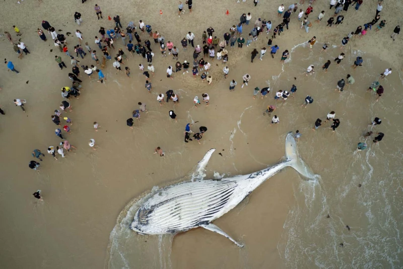 giant-whale-washed-up-on-perth-beach