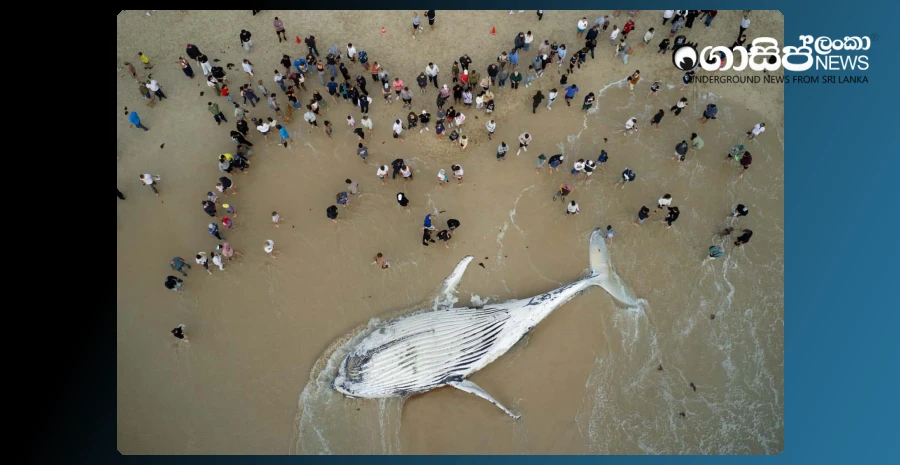 giant-whale-washed-up-on-perth-beach
