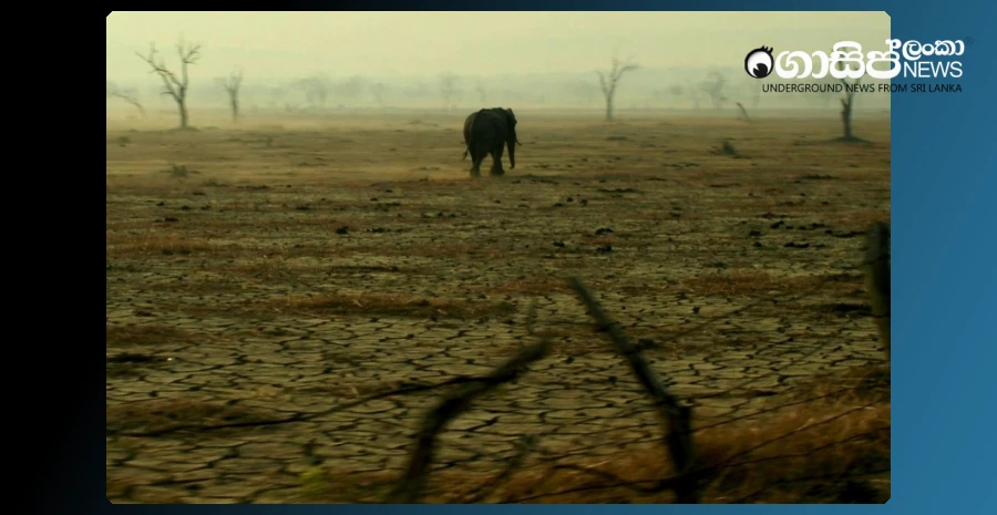 farmer-arrested-for-electrocuting-an-elephant-looking-for-water