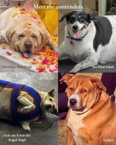 a-competition-to-choose-the-biggest-dog-in-india