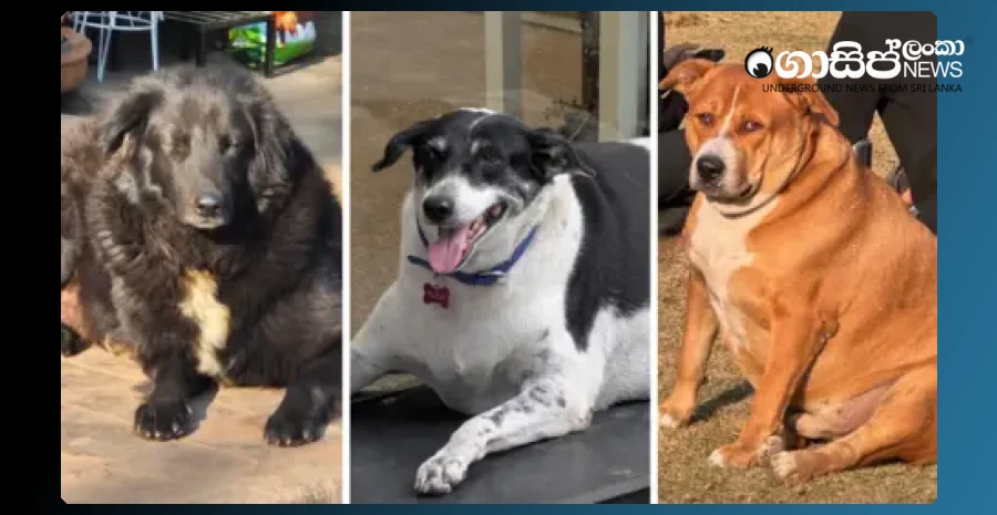 a-competition-to-choose-the-biggest-dog-in-india