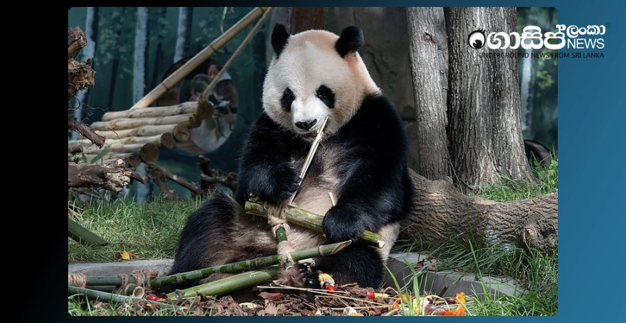 xi-jinping-sends-chinese-pandas-to-america---china-will-pay-a-fine-if-they-are-not-careful