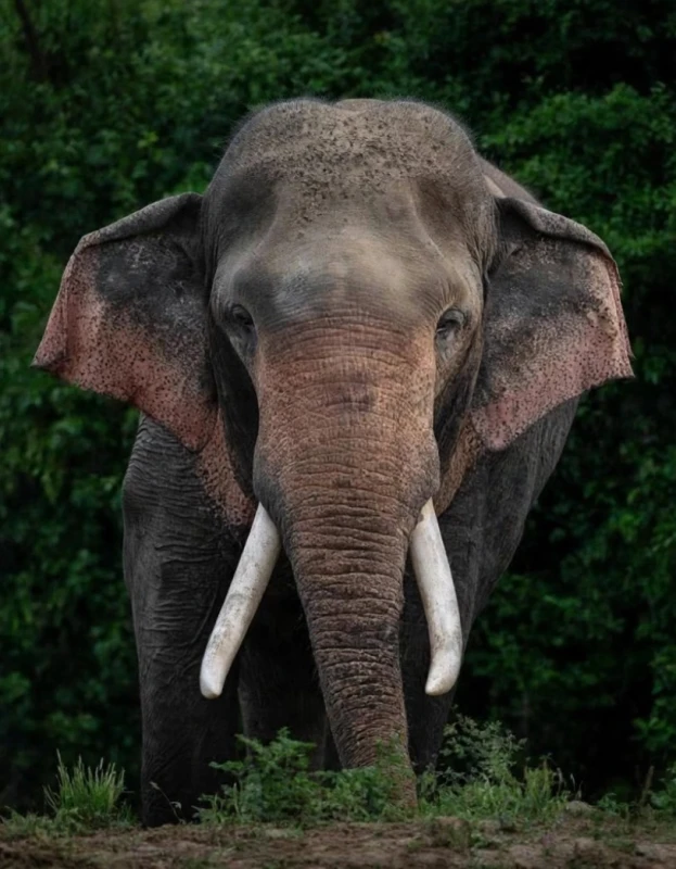 kavantissa-elephant-dies