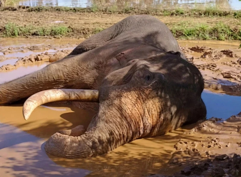 kavantissa-elephant-dies