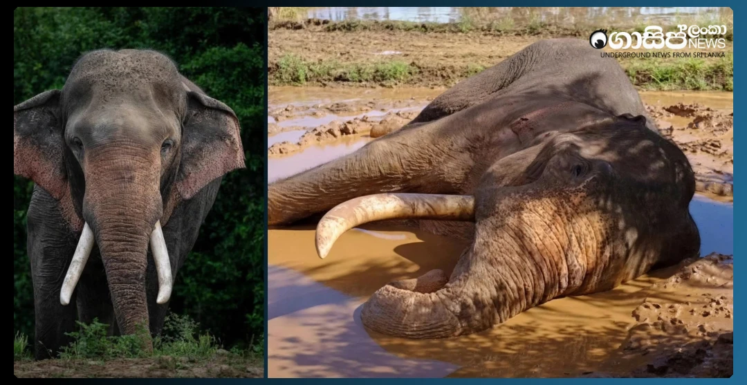 kavantissa-elephant-dies
