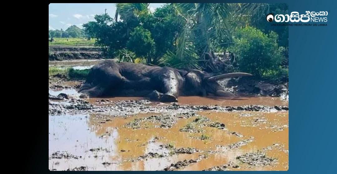 suspicion-that-the-elephant-kavantissa-was-killed