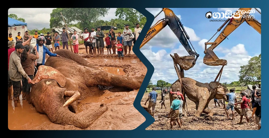 government-official-who-shot-kavantissa-elephant-caught-with-firearms government-official-who-shot-kavantissa-elephant-caught-with-firearms