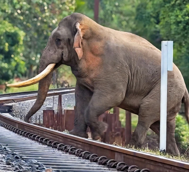 government-official-who-shot-kavantissa-elephant-caught-with-firearms