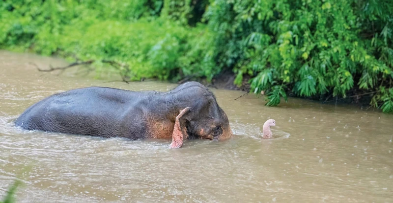 government-official-who-shot-kavantissa-elephant-caught-with-firearms
