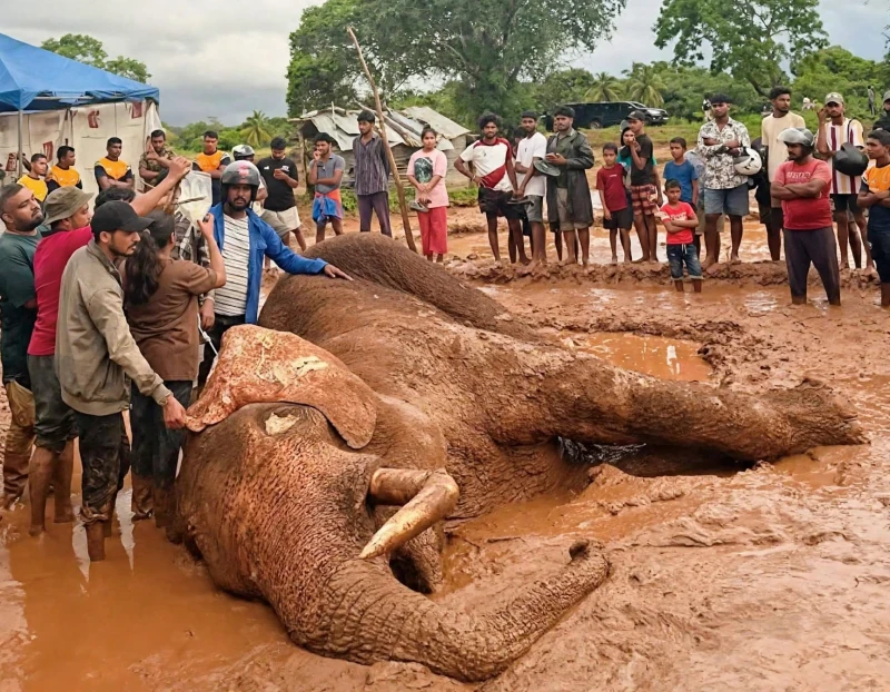 government-official-who-shot-kavantissa-elephant-caught-with-firearms