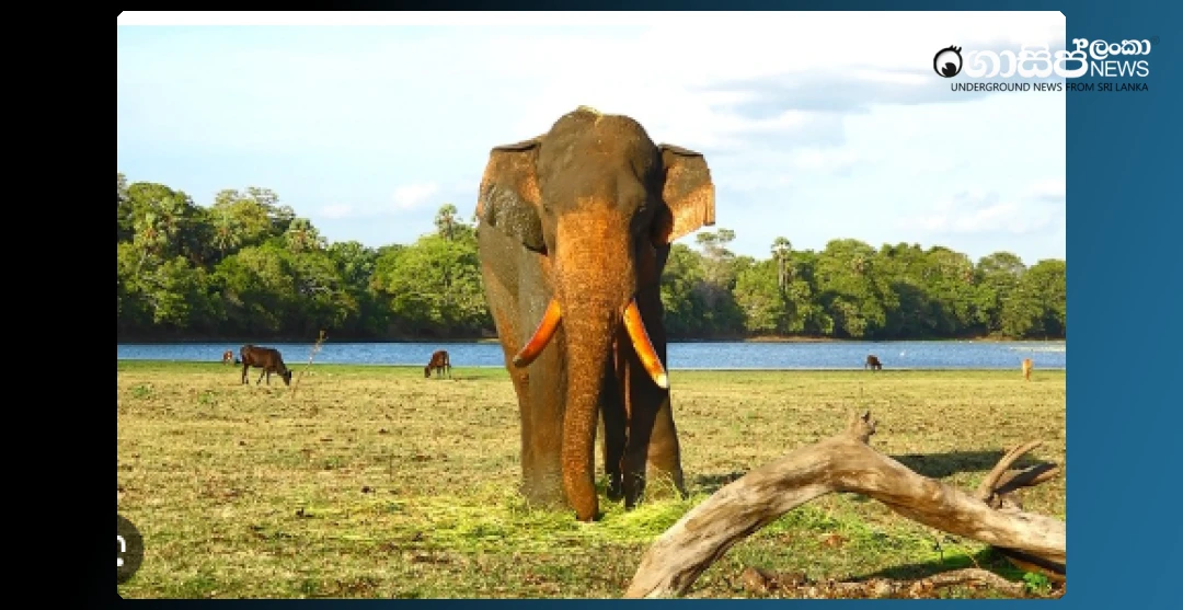 operation-to-find-agbo-elephant